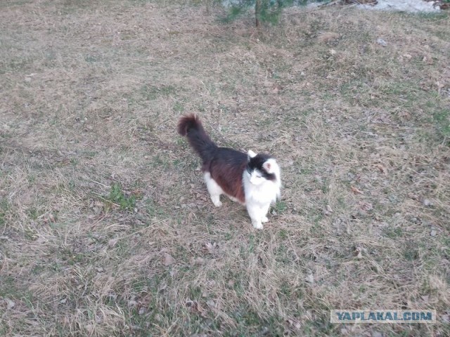 Жизнь домашнего приюта для котеек 540