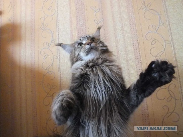 Немного о  Мейн Куне.