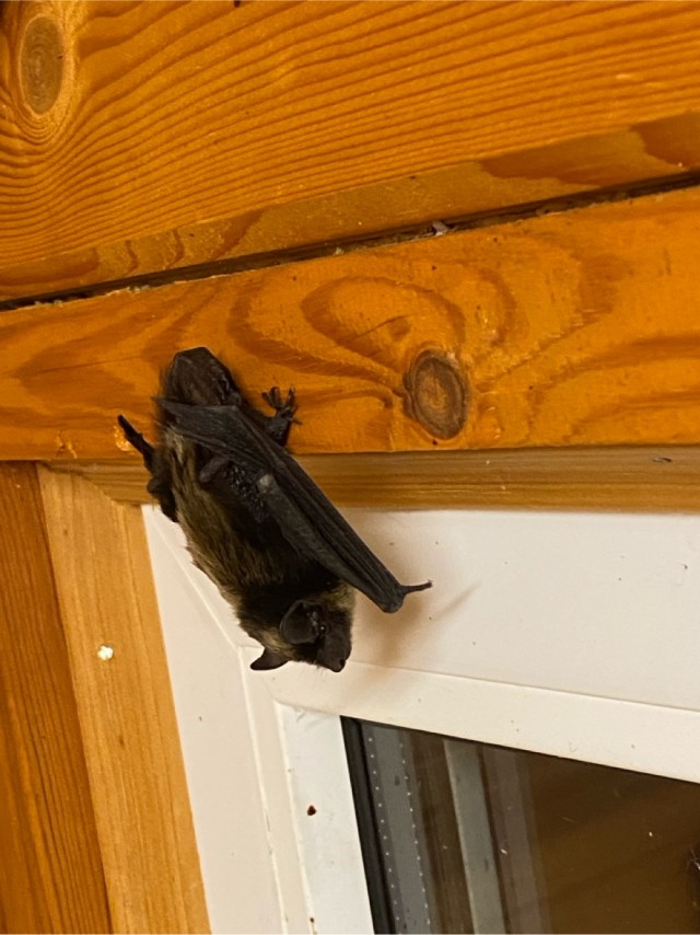 Мыши завелись