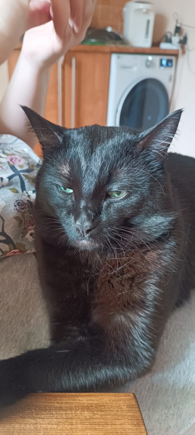 Чёрный котовторник