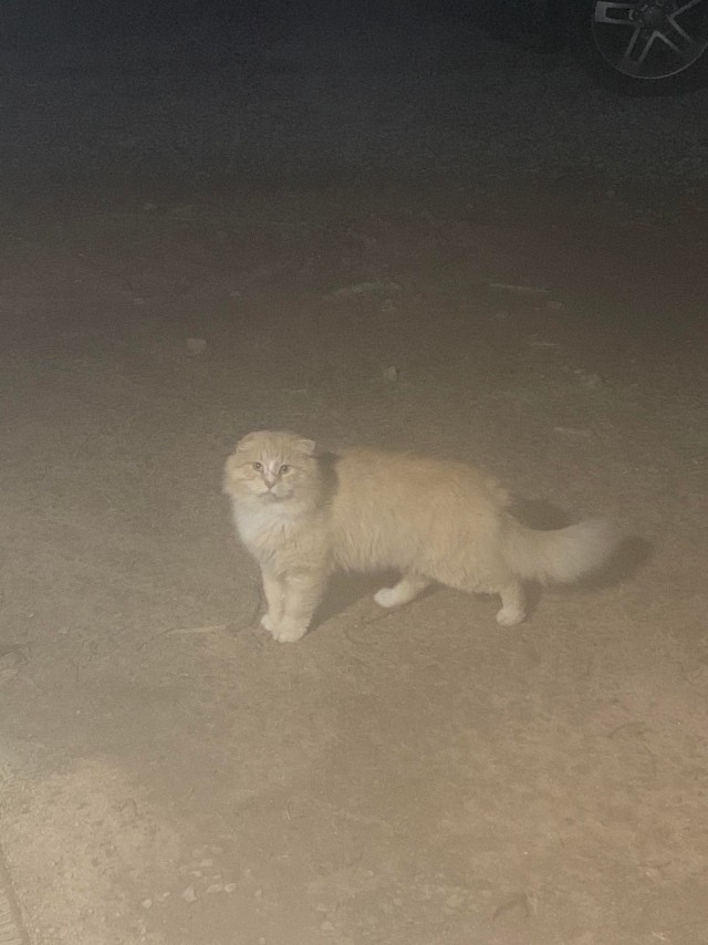 Кот-боец из леса