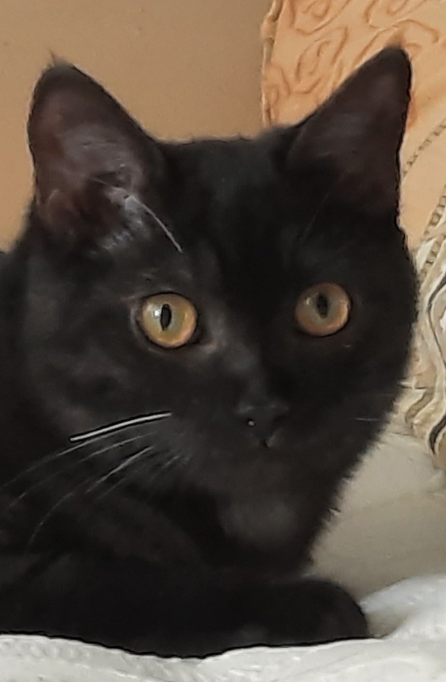 Про кота.