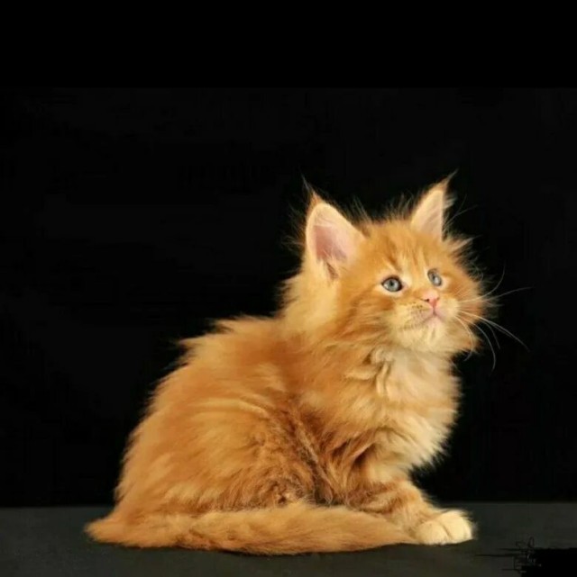 Нашелся таки хозяин (точнее хозяйка)