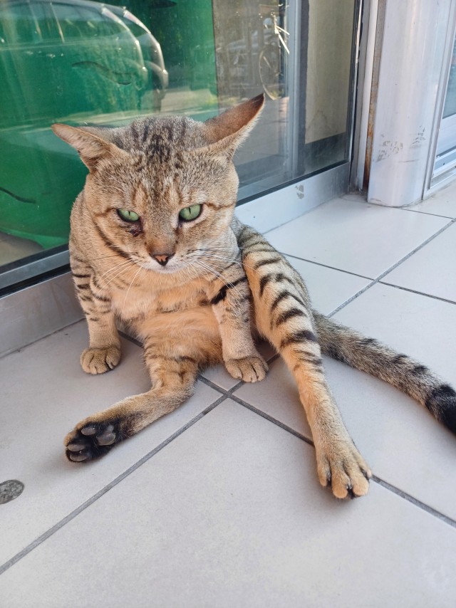Уличные кошки в Албании