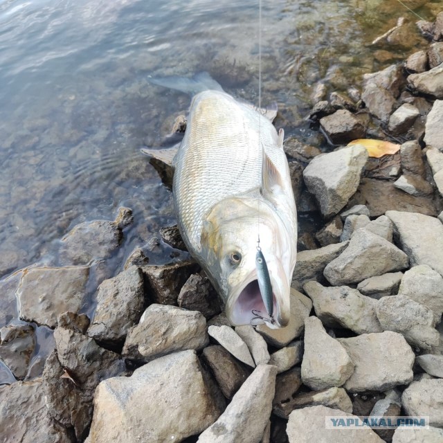 Изготавливаю на заказ рыболовные спиннинговые приманки (блесны-пилькеры).