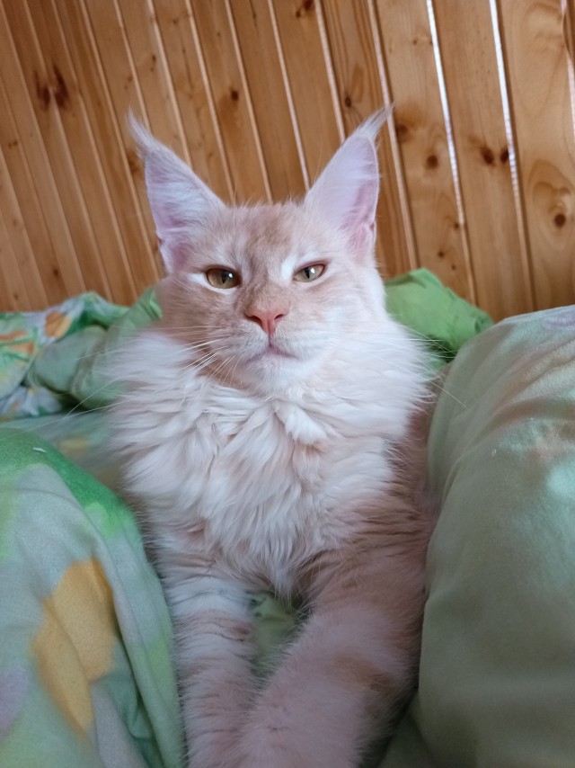 Филя