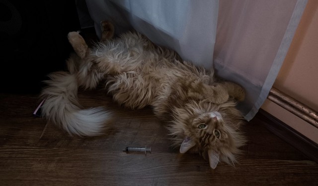 Котик, котик, кисочка