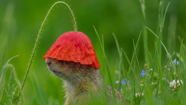 Имя Ибрагим вам о чем-нибудь говорит?