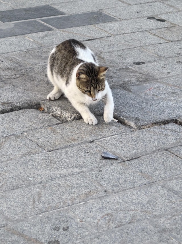 Уличные кошки Стамбула — 2