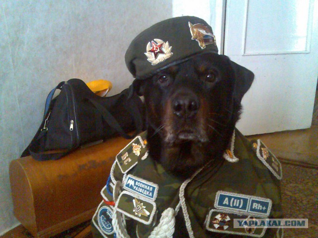 RUSSIAN AЯMY DOG