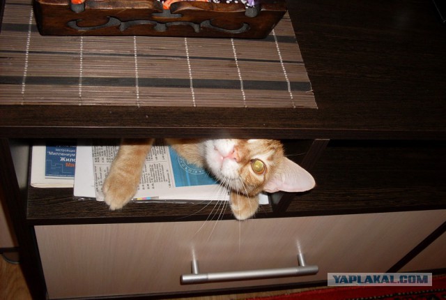 А где прячется ваш кот?