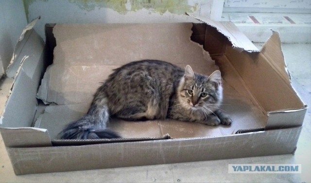 Котовторник  25.03.2014