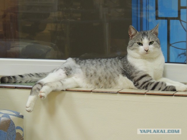 Котовторник 6.05.2014