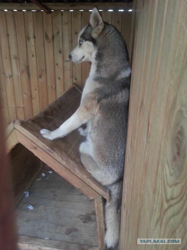Мой маламут Шелби