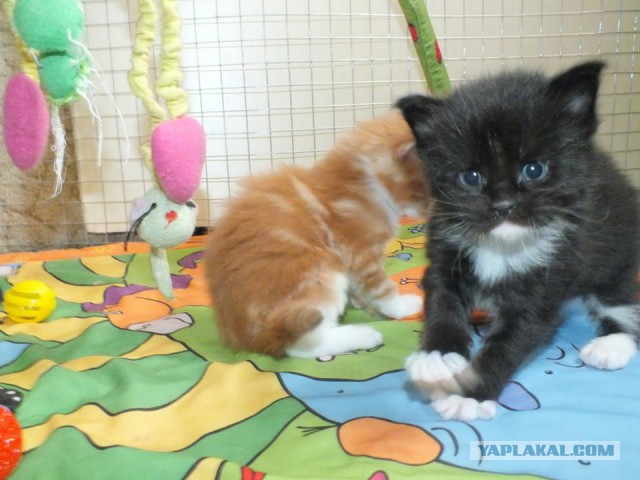 Котовторник  08.07.2014