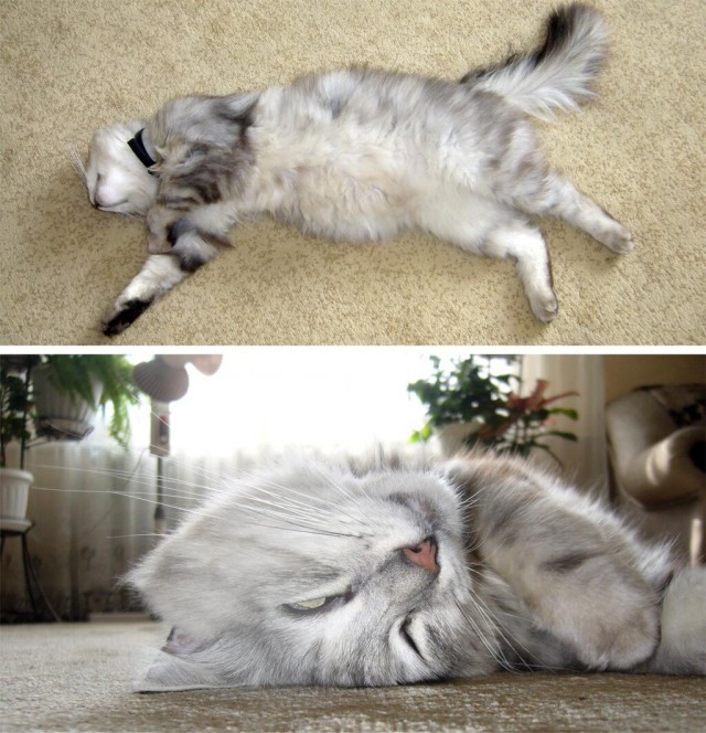 Котовторник 05.08.2014
