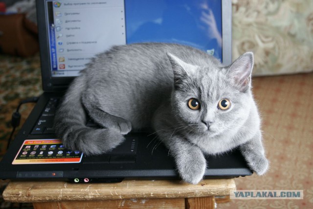 Котовторник 16.09.14