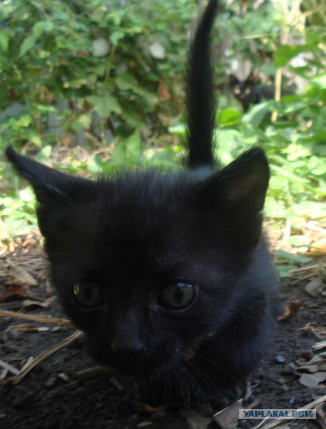 Котята нужны?. Ростов.