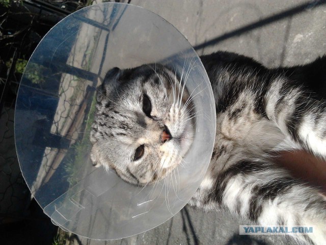 Котовторник 7.10.2014