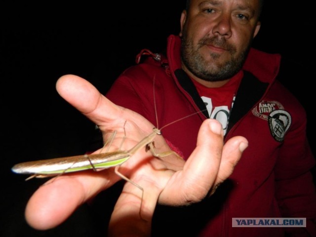 Бухта Теляковского