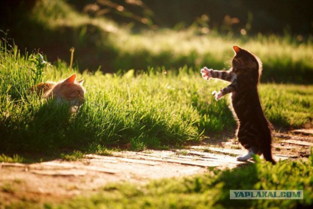 Весёлое из сети