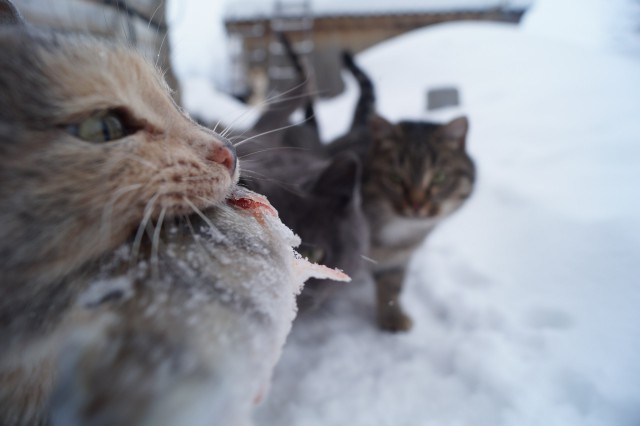 Пермские коты