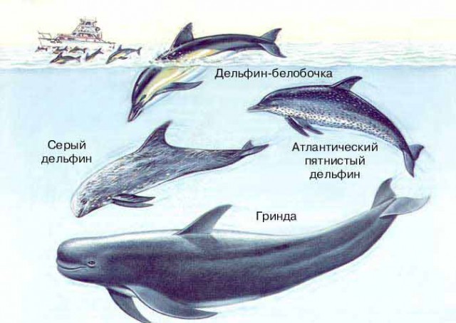 Удивительные животные на грани вымирания