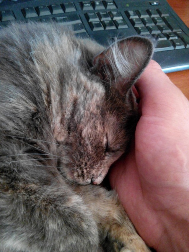 Про Тучку, которая стала Дымкой