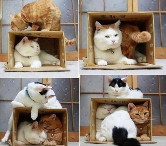 Коты любят коробки