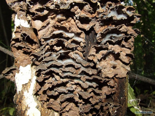 Золотая осень