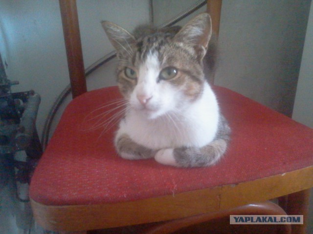 Котовторник 28.07.2015
