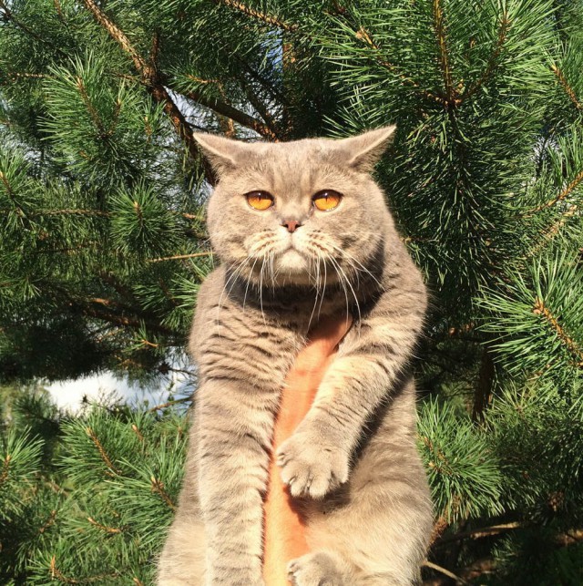 Котовторник 04.08.2015