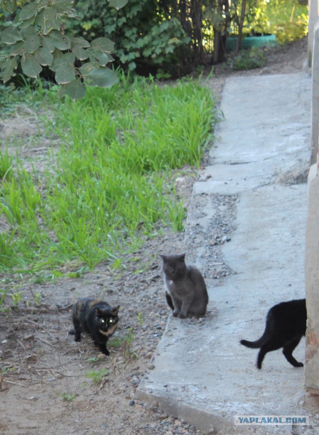 Котовторник 15-09-2015 !