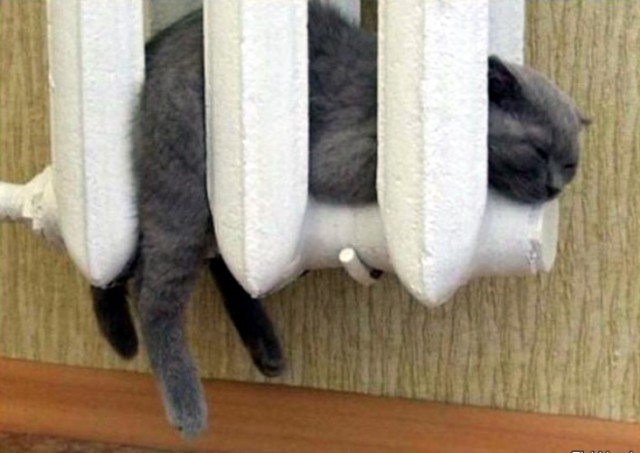 Кошки и другие