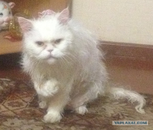 Как лечить депрессию у кота