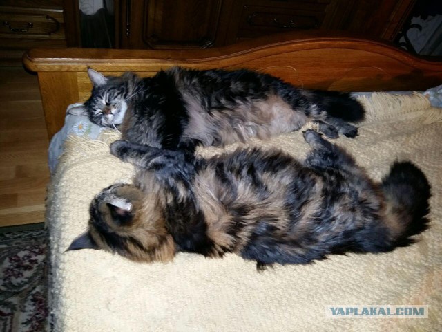 Мейн-куны  настолько  суровы...