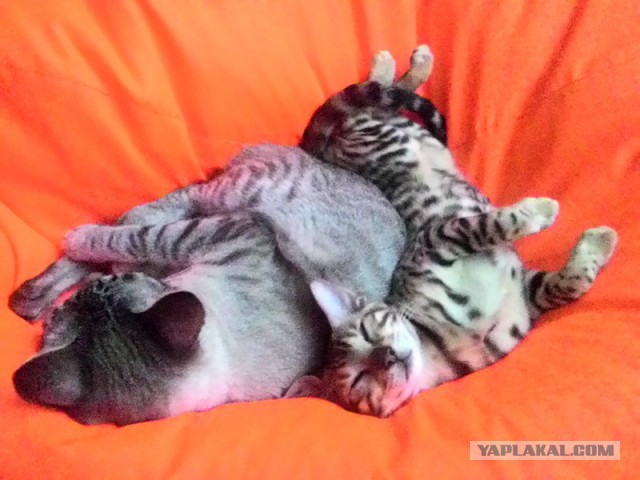 Котовторник 23.02.2016