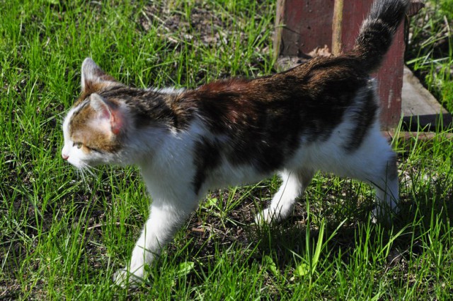 Котовторник 03.05.2016