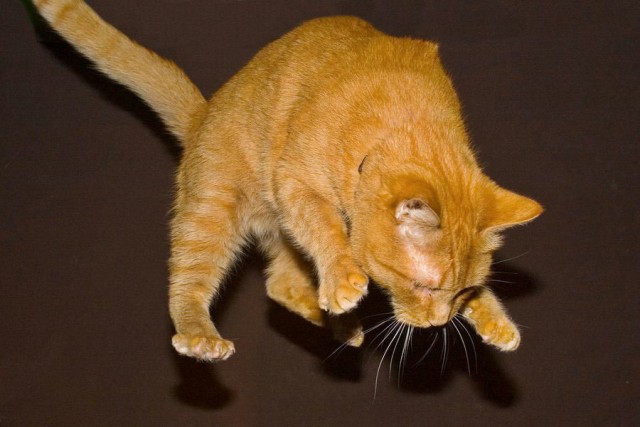 Летающий котовторник на ЯПлакалъ! (38 котов)