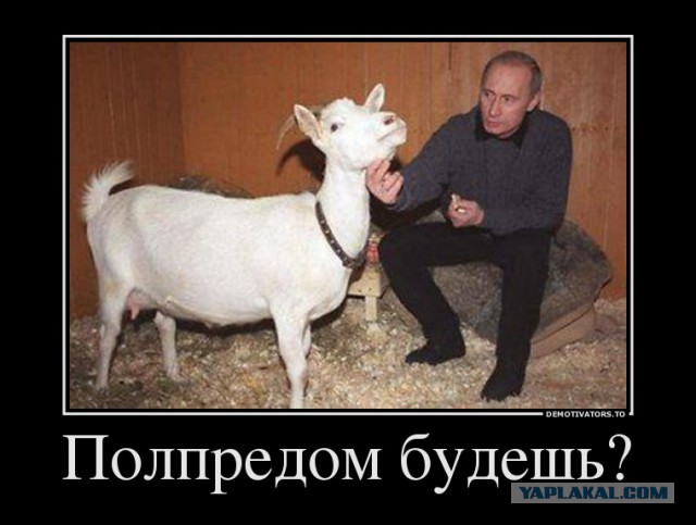 Когда у власти профессионалы