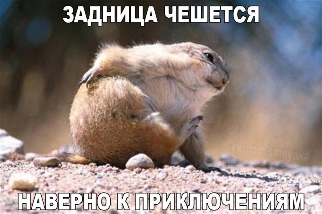 Прикольные животные