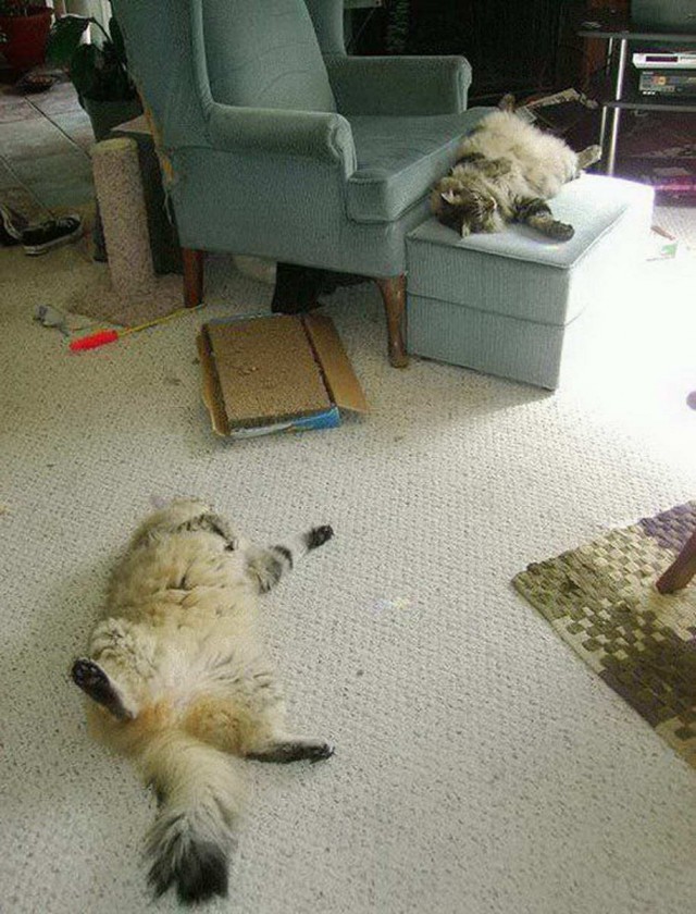 Коты из сети