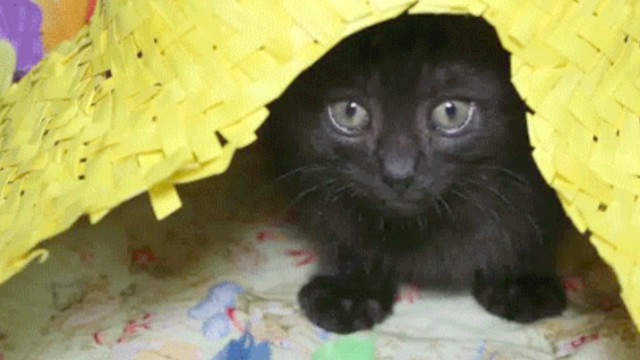 Коты из сети