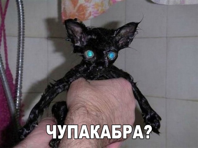 Подборка безудержного веселья