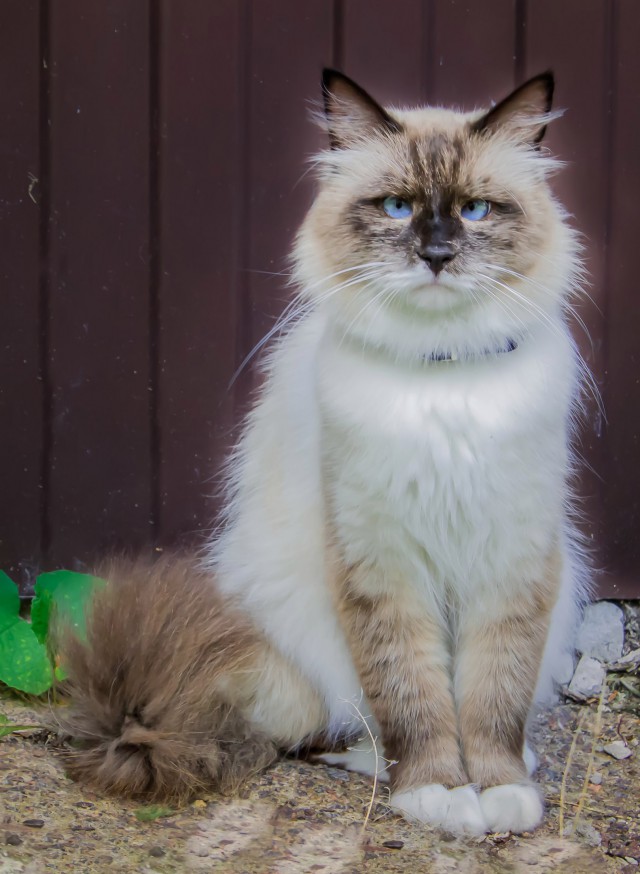 Коты и Кошки
