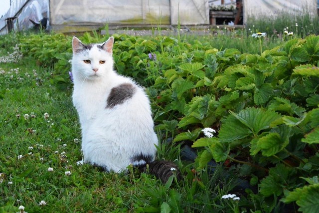 Коты и Кошки