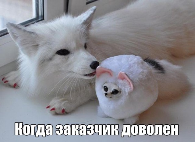 Подборка забавных животных