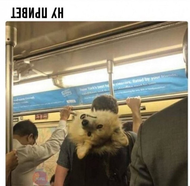 150 картинки для поднятия настроения!