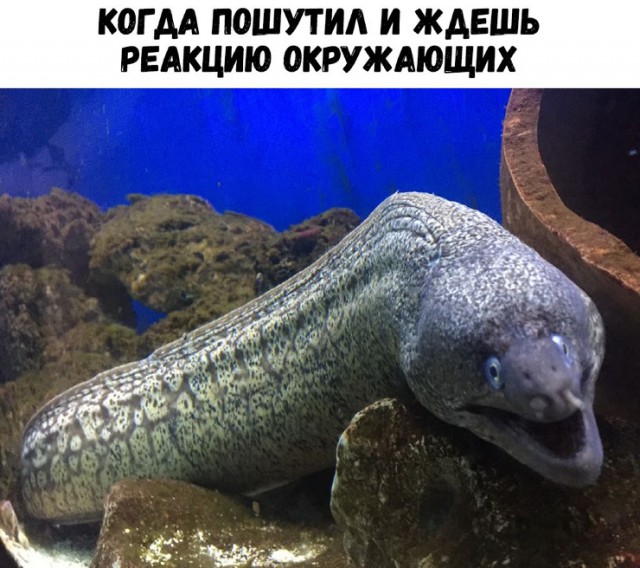 Записки сумасшедшего школьника