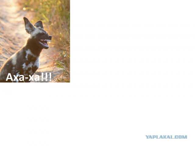 Финалисты самого смешного фотоконкурса в природе — Comedy Wildlife Awards 2017